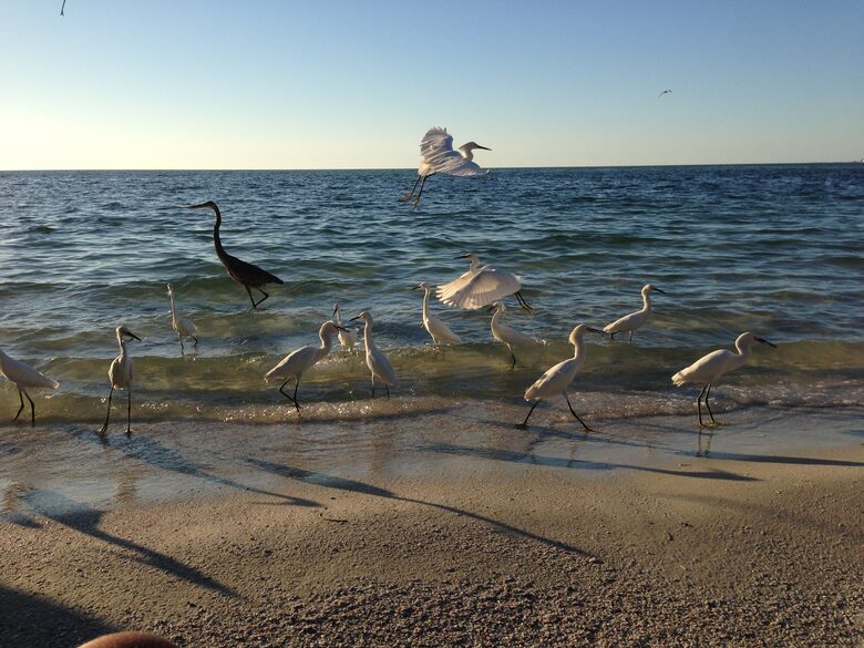 Beachfront MidCentury Modern Flat - Sarasota, Florida