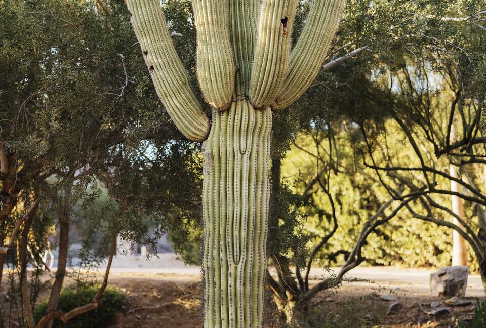 Paradise Valley Resort-like Getaway - Paradise Valley, Arizona
