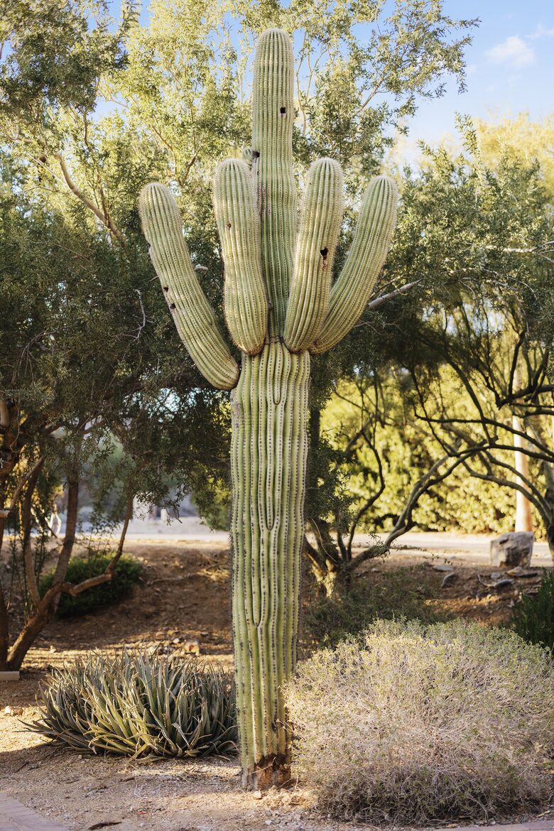 Paradise Valley Resort-like Getaway - Paradise Valley, Arizona