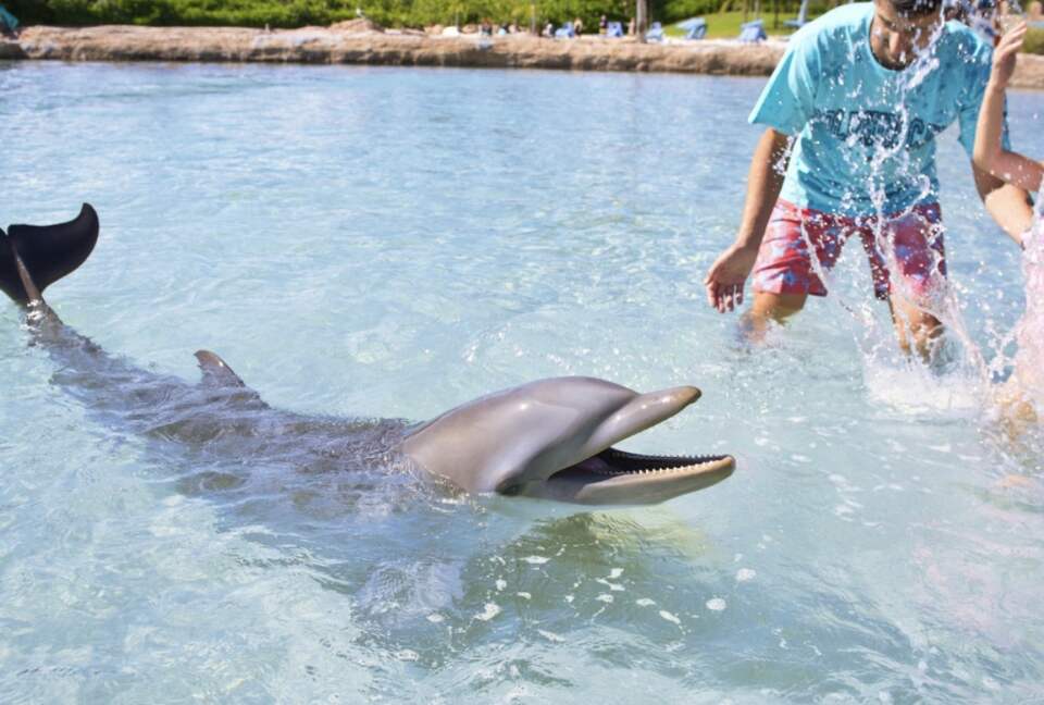 Have an experience of a lifetime at Dolphin cay.