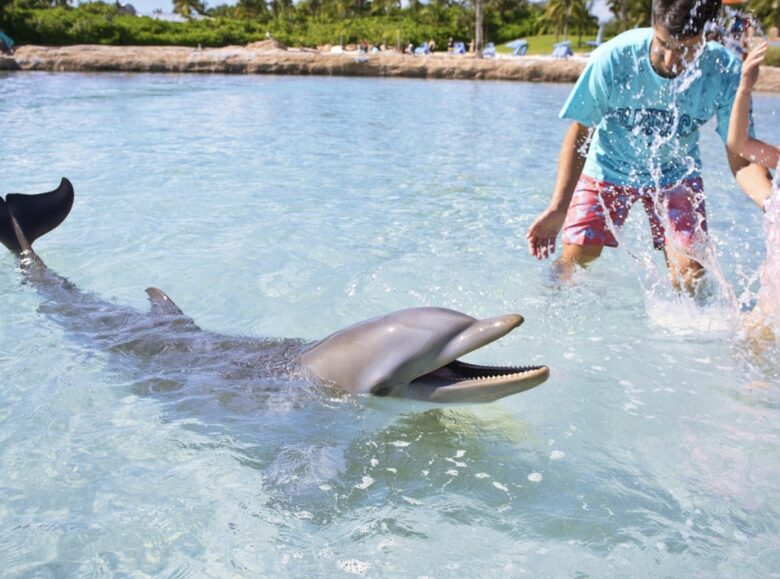 Have an experience of a lifetime at Dolphin cay.