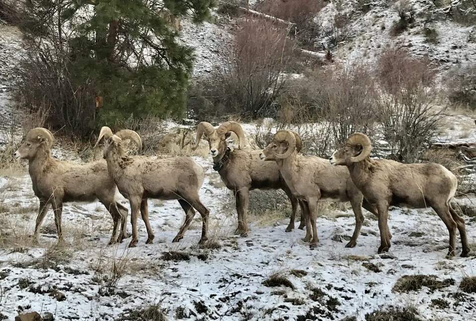 Wine Country Lakeside Retreat with private beach, rock climbing, wine tours, and more | Two Residences - Oliver, Canada