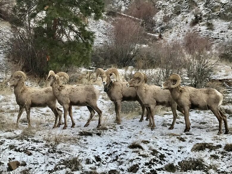 Wine Country Lakeside Retreat with private beach, rock climbing, wine tours, and more | Two Residences - Oliver, Canada