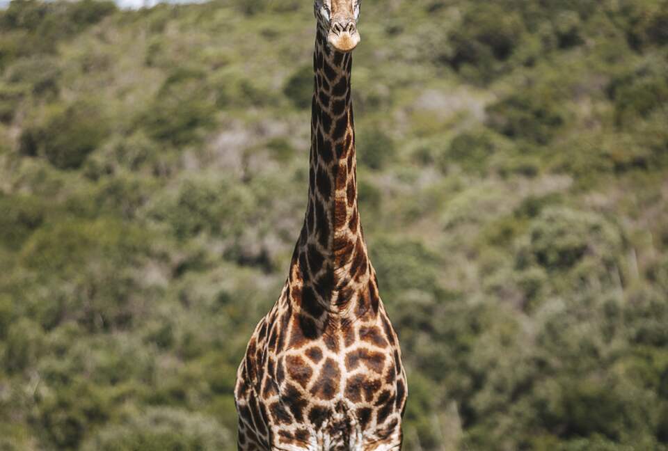 Sandcastle Luxury Villa (R) - Wesley, South Africa