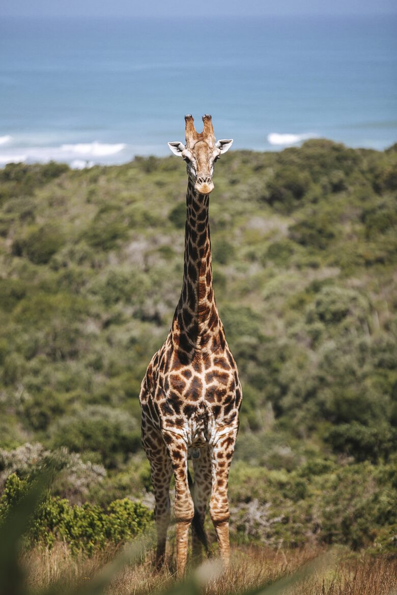 Sandcastle Luxury Villa (R) - Wesley, South Africa