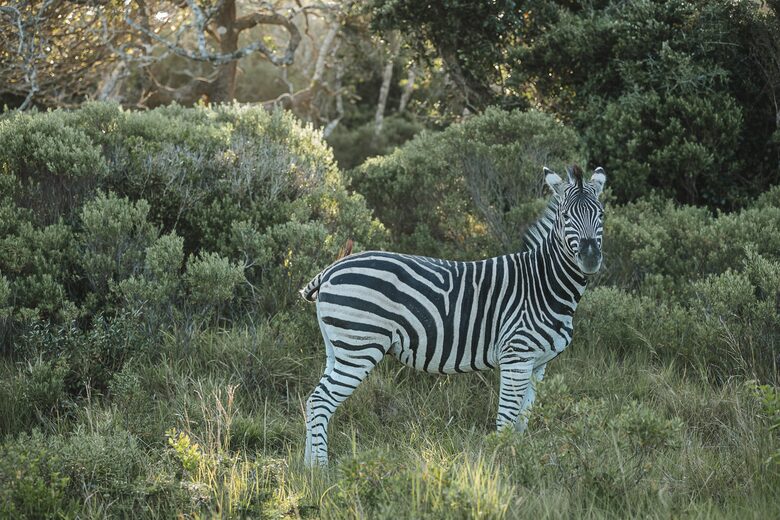 Sandcastle Luxury Villa (R) - Wesley, South Africa