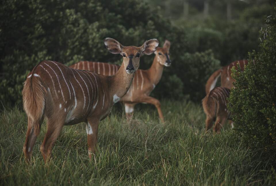 Sandcastle Luxury Villa (R) - Wesley, South Africa