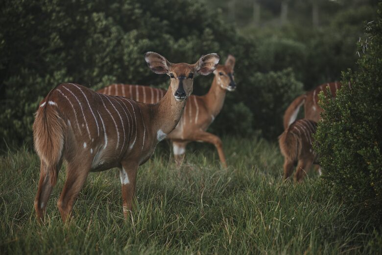 Sandcastle Luxury Villa (R) - Wesley, South Africa