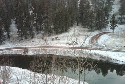 Mountain Home on Trout Creek Ranch - Woodland Park, Colorado