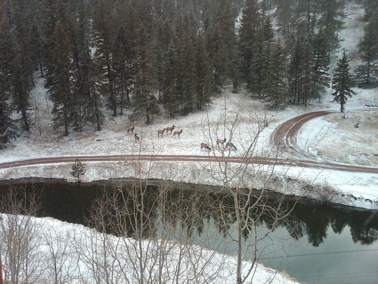 Mountain Home on Trout Creek Ranch - Woodland Park, Colorado