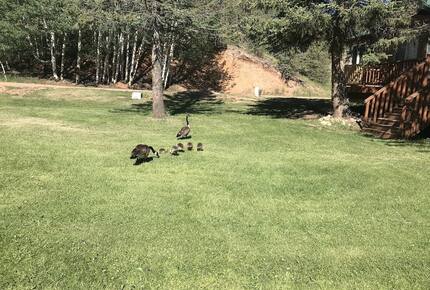 Mountain Home on Trout Creek Ranch - Woodland Park, Colorado
