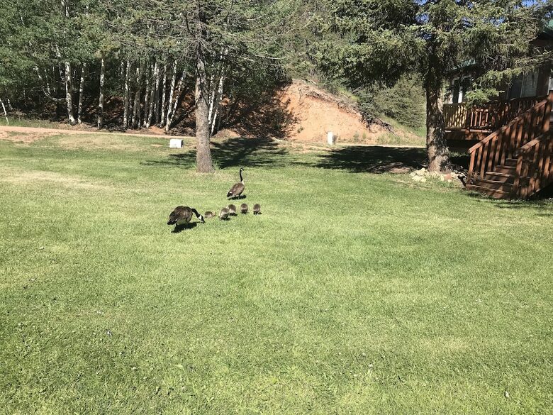 Mountain Home on Trout Creek Ranch - Woodland Park, Colorado