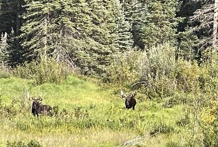 Mountain Home on Trout Creek Ranch - Woodland Park, Colorado