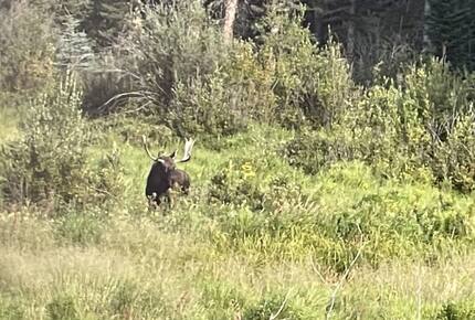Mountain Home on Trout Creek Ranch - Woodland Park, Colorado