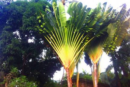 Taman Wana Luxury Tropical Sylba Villa, Bali - Keborkan, Indonesia