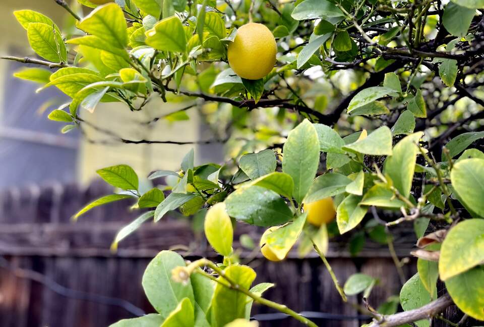 Highland Park, LA | Stylish Two Bedroom House - Los Angeles, California