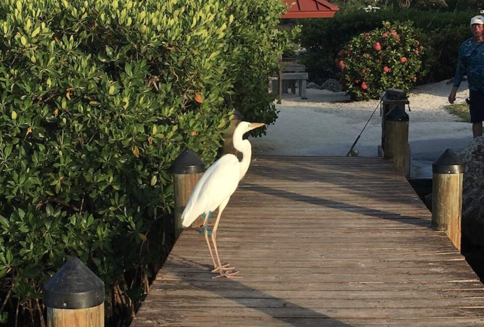 Floridian wildlife abound