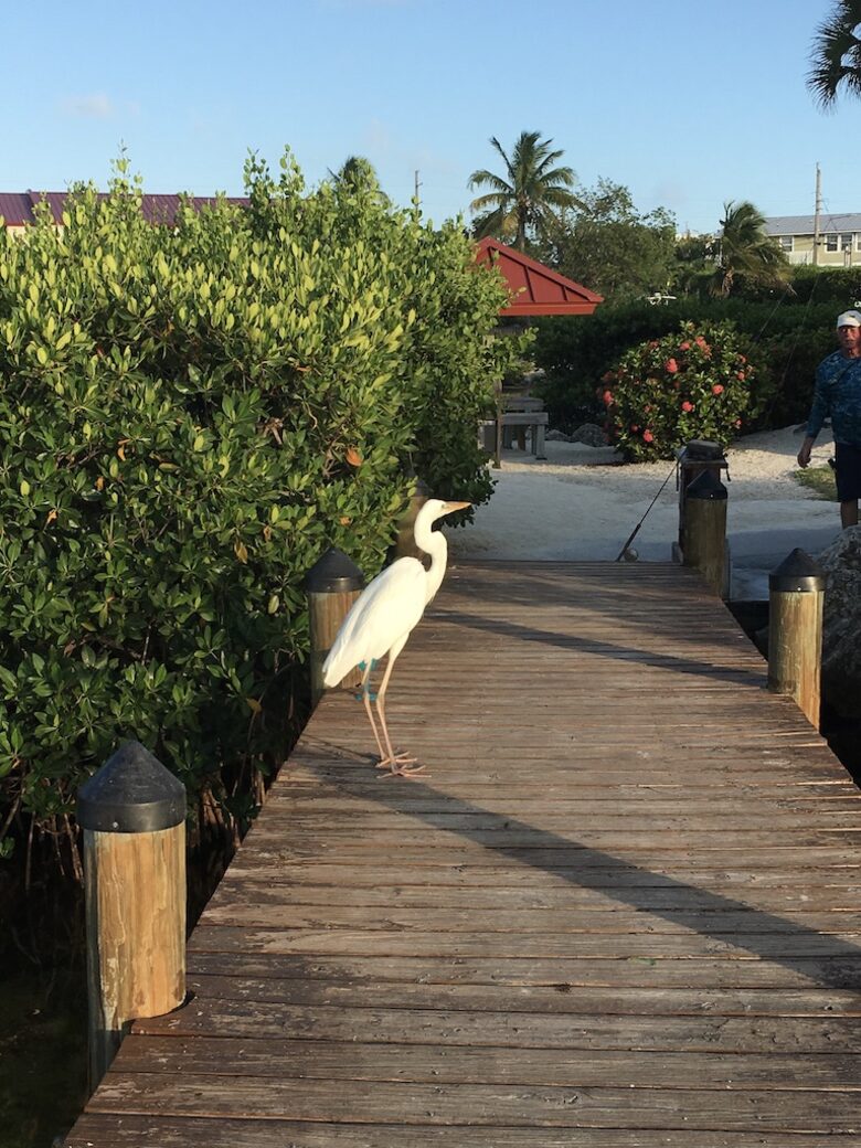 Floridian wildlife abound