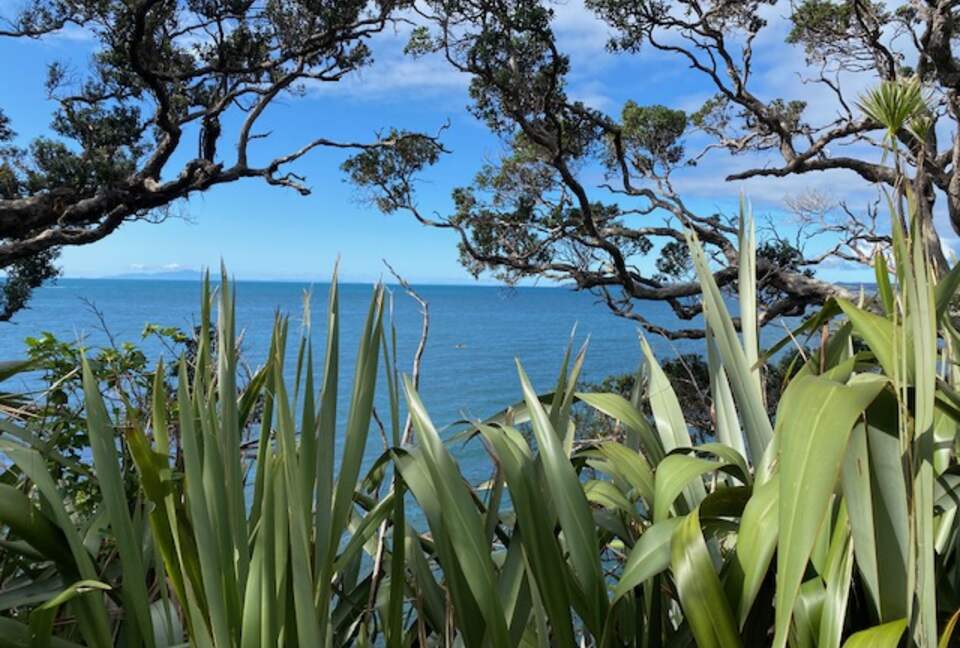 The Ship | Daniels Reef - Leigh, New Zealand