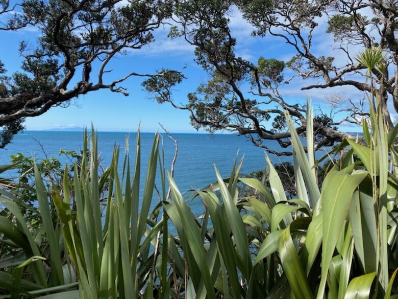 The Ship | Daniels Reef - Leigh, New Zealand