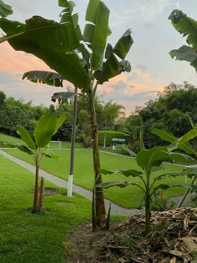 Finca el Naranjo | Colombian Farm Estate | With pool, soccer field, running track, and staff - La Tebaida, Colombia