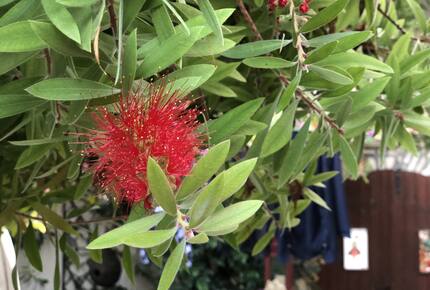 Vila Nona | Authentic STONE HOUSE by NYC designer - Susak, Croatia