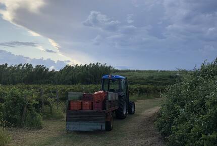 Vila Nona | Authentic STONE HOUSE by NYC designer - Susak, Croatia