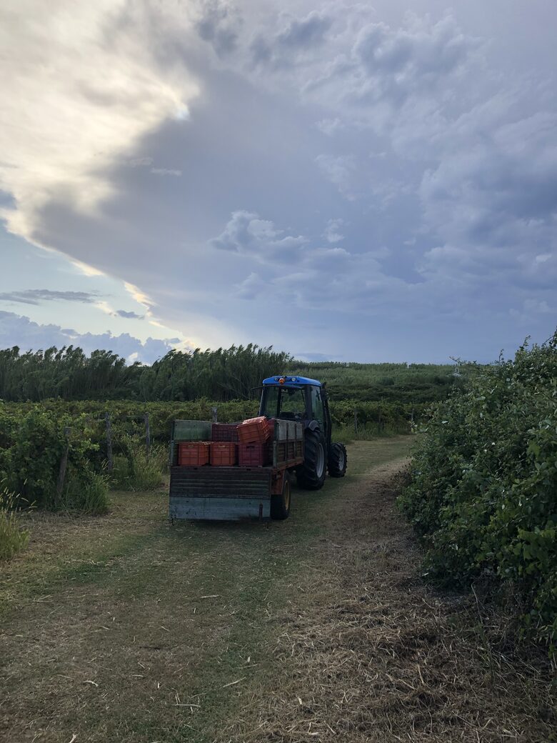 Vila Nona | Authentic STONE HOUSE by NYC designer - Susak, Croatia