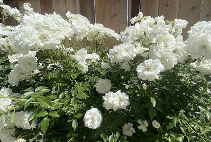 Coastal Sanctuary | With a Pool & Spa just 10 minutes from the Beach - Laguna Niguel, California