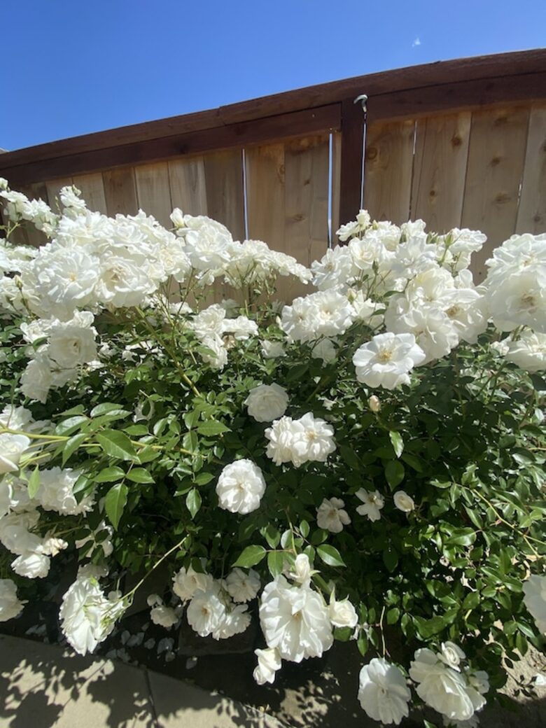 Coastal Sanctuary | With a Pool & Spa just 10 minutes from the Beach - Laguna Niguel, California