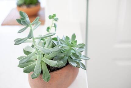 Coastal Sanctuary | With a Pool & Spa just 10 minutes from the Beach - Laguna Niguel, California