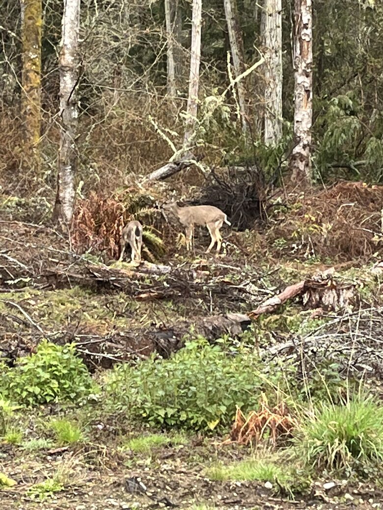 FourC Ranch | With Hot Tub on 10 Acres - Clinton, Washington