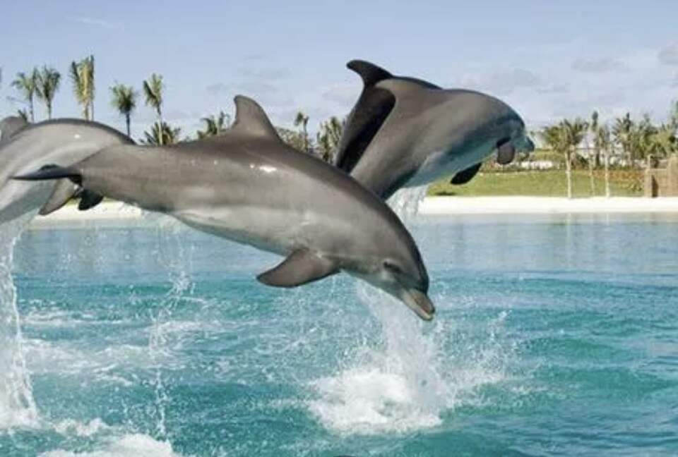 Book a dolphin experience or explore the many aquariums.