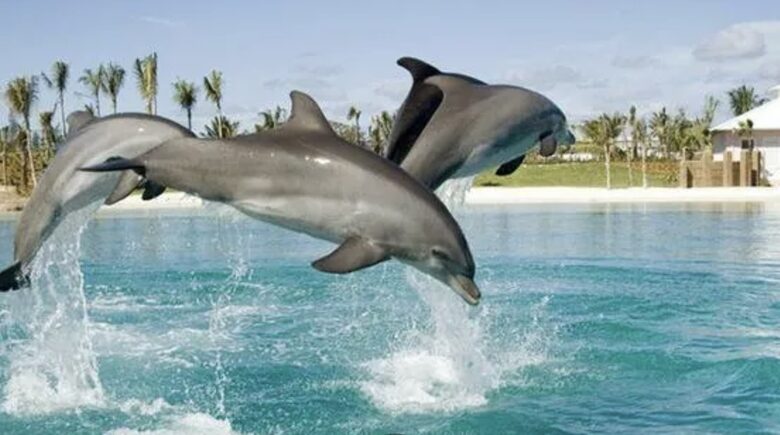 Book a dolphin experience or explore the many aquariums.