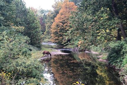 Private Guesthouse at Avalanche Farms | with Stream Access - Saugerties, New York
