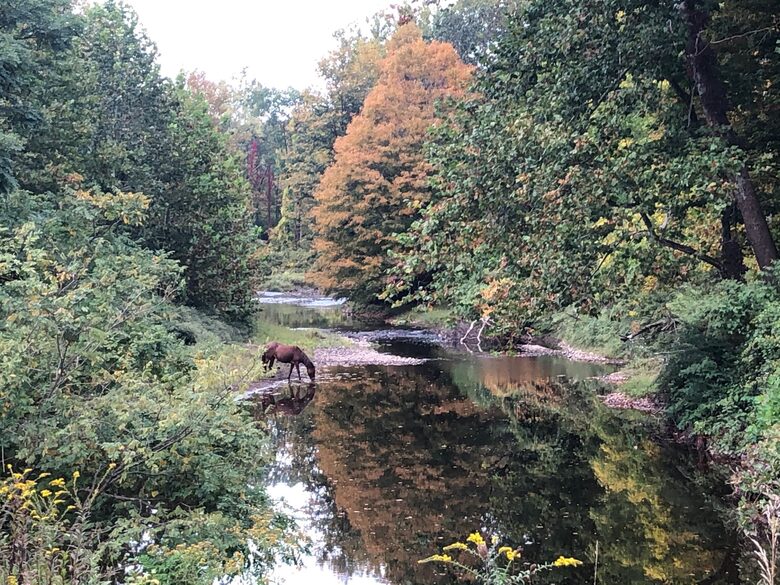 Private Guesthouse at Avalanche Farms | with Stream Access - Saugerties, New York