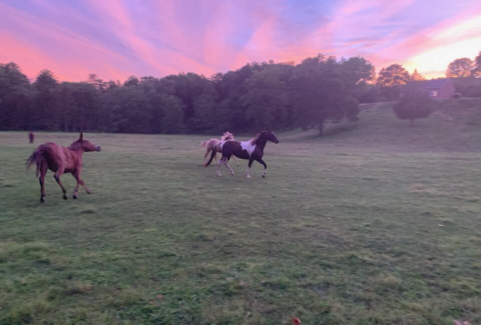 Private Guesthouse at Avalanche Farms | with Stream Access - Saugerties, New York