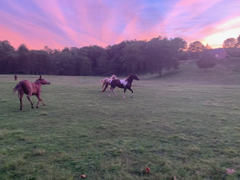 Private Guesthouse at Avalanche Farms | with Stream Access - Saugerties, New York