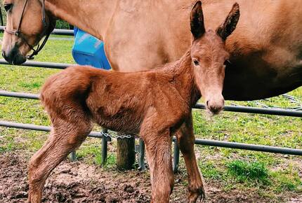 Private Guesthouse at Avalanche Farms | with Stream Access - Saugerties, New York