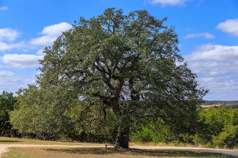 12 Acre Designer Farmhouse | TX Hill Country - Stonewall, Texas