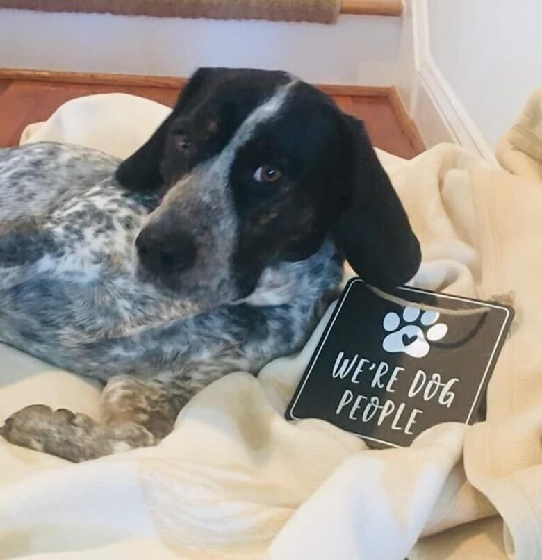 Endless Summer | With Huge Pool & Spa - Isle of Palms, South Carolina