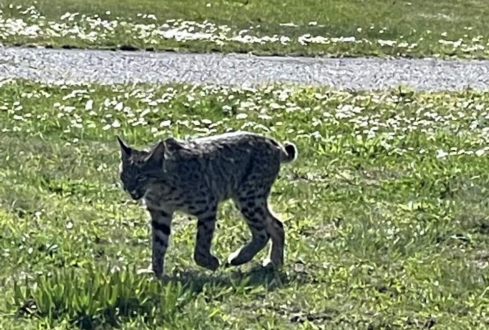 Beach-Ocean-Bay Panoramic View Golf Course Home - Bodega Bay, California