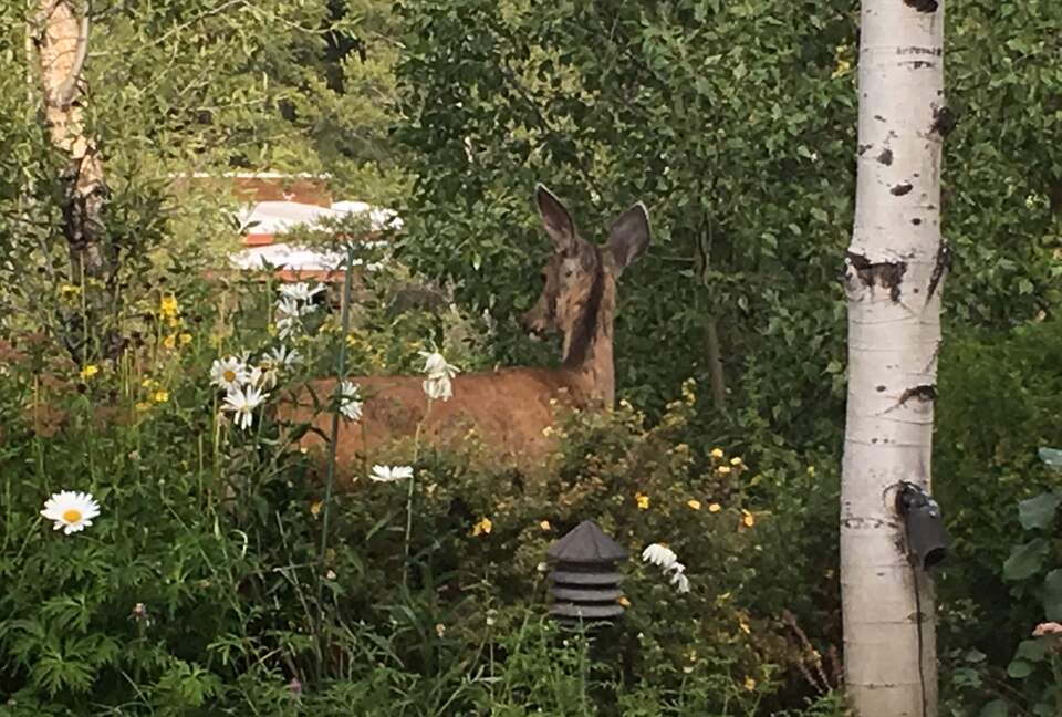 Aspen 3-Bedroom Escape with Panoramic Views - Aspen, Colorado