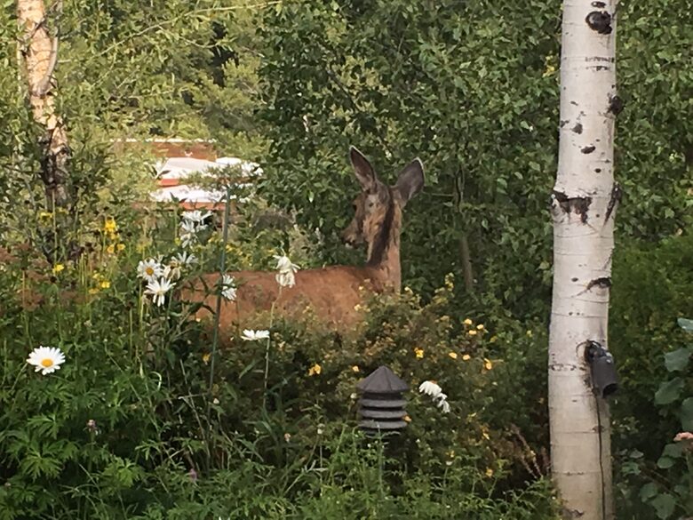 Aspen 3-Bedroom Escape with Panoramic Views - Aspen, Colorado