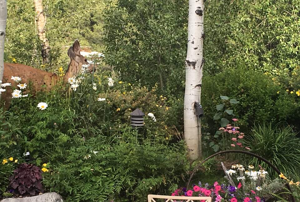 Aspen 3-Bedroom Escape with Panoramic Views - Aspen, Colorado