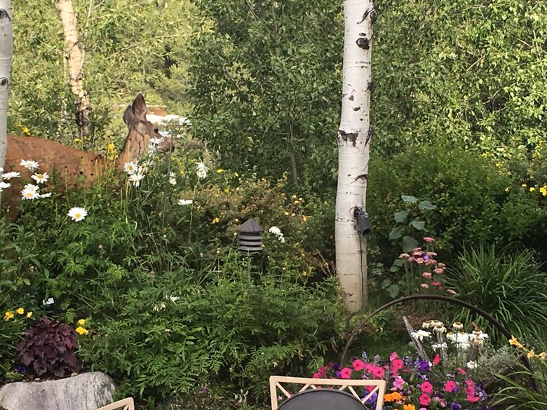 Aspen 3-Bedroom Escape with Panoramic Views - Aspen, Colorado