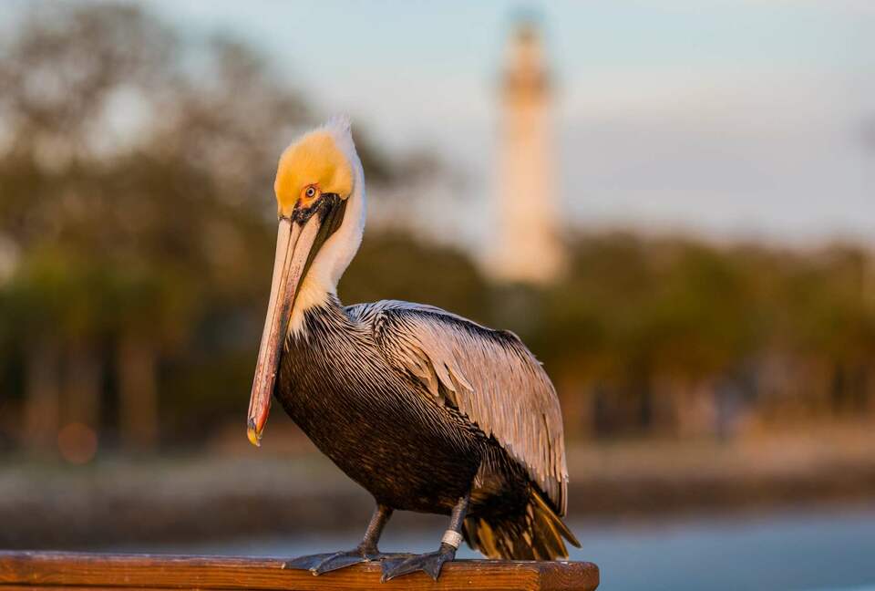 St. Simons Grand #321 | Oceanfront Condo with Balcony, Swimming Pool and Boardwalk to Beach - St Simons, Georgia