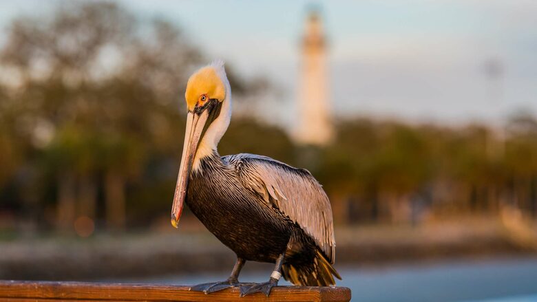 St. Simons Grand #321 | Oceanfront Condo with Balcony, Swimming Pool and Boardwalk to Beach - St Simons, Georgia