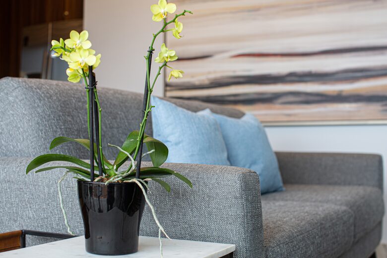 New D'esire | With Romantic Zone, Gym, Rooftop Pool - Emiliano Zapata, C.P. Puerto Vallarta, Mexico