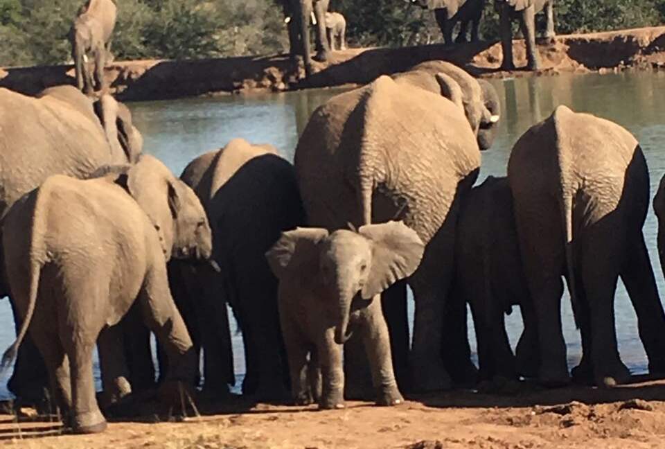 Black Rhino Lodge 21 (Phirima Lodge) - Ledig, South Africa